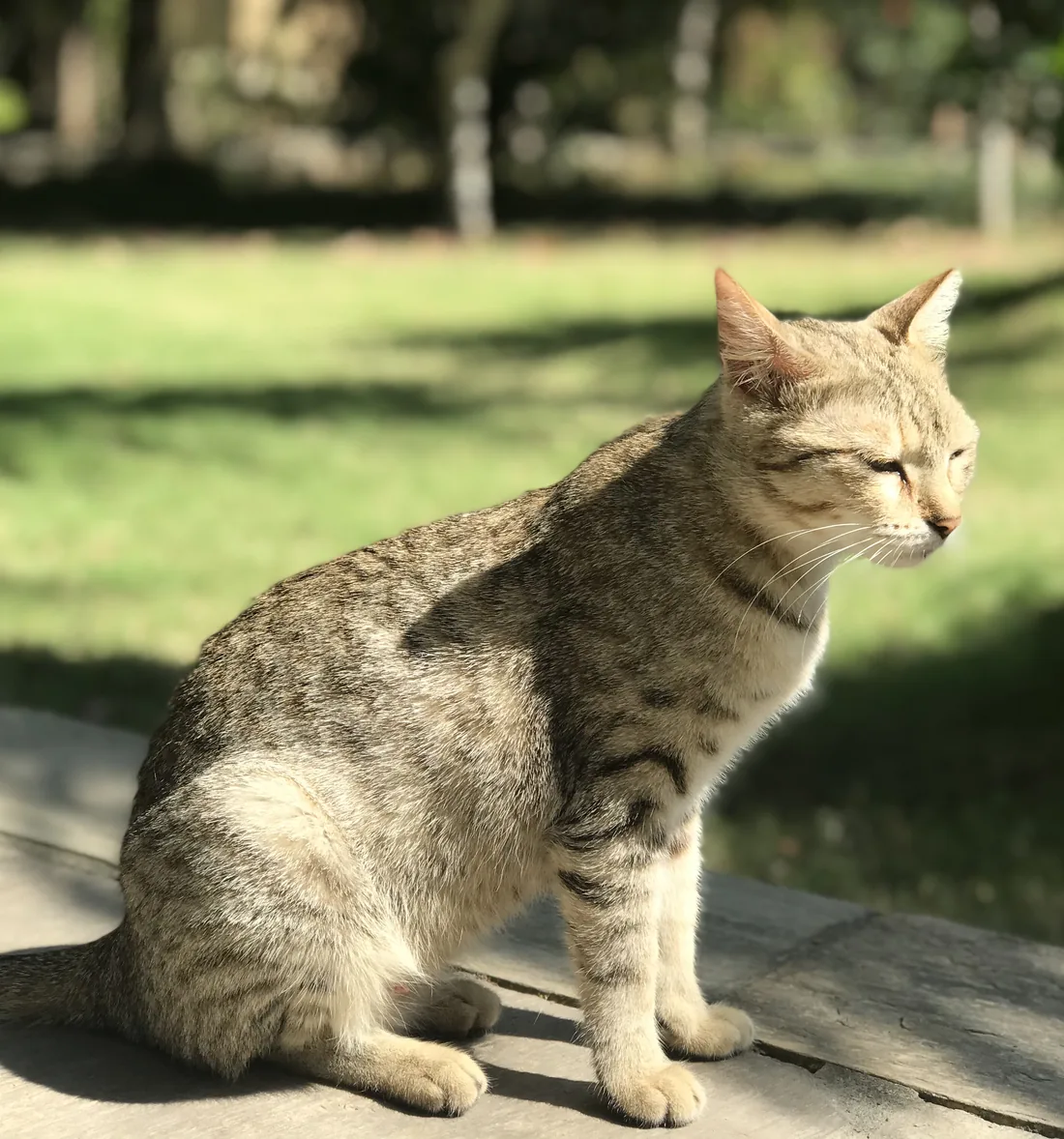 Tabby cat sitting on weathered gray deck boards
